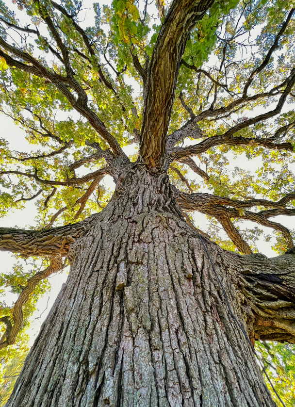 Looking up the trunk of a towering oak tree